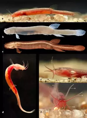 New Blind Aquifer Fish Species Discovered in Assam Well by International Team