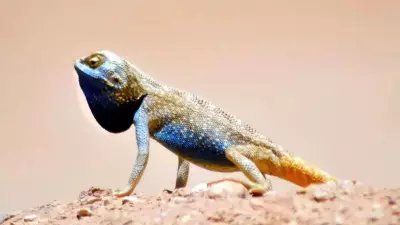 New Pale Agama Lizard Species Found in Saudi Arabia, Signals Healthy Desert Ecosystem