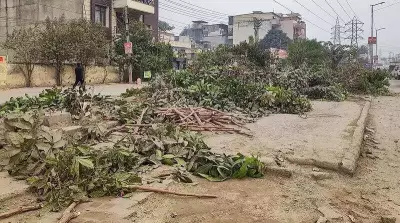 NGT Seeks Replies Over Illegal Tree Felling in Gurgaon Housing Society