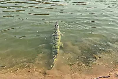 Odisha Releases 12 GPS-Tagged Gharials into Mahanadi Gorge to Boost Critically Endangered Species