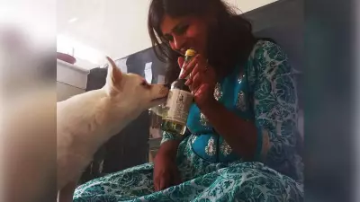 Pets in Pubs: Goa's Trend of Dogs Sharing Social Moments with Owners