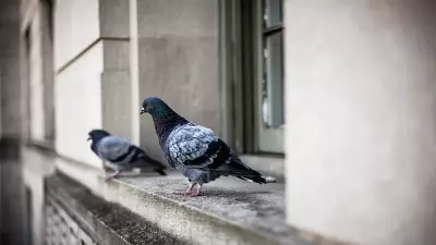 Pigeon Droppings Pose Major Lung Disease Risk, Doctors Urge Caution