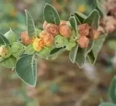 Punjab Launches Scientific Mission to Save Endangered Medicinal Plant Withania Coagulans