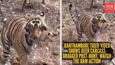 Ranthambore Tiger Video: A Raw Glimpse of Nature's Unseen Jungle Drama