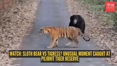 Rare Wildlife Encounter: Sloth Bear Chases Tigress at Pilibhit Tiger Reserve