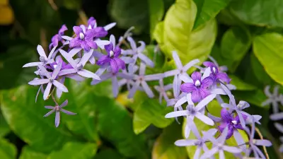 Reaching Again Towards Light: A Journey of Resilience and Renewal