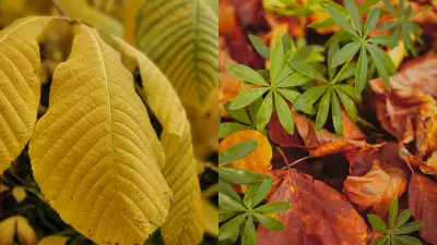 Revive Your Garden: Expert Tips to Fix Yellow Leaves and Restore Plant Health