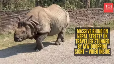 Rhinoceros Strolls Through Sauraha Street, UK Tourist Captures Viral Moment