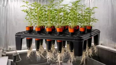 Scientists Grow Chickpeas in Simulated Moon Soil for Artemis Astronauts