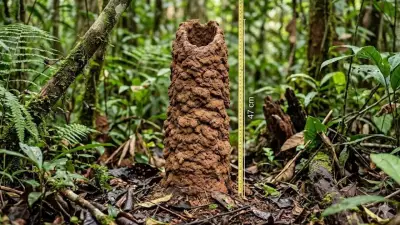 Scientists Uncover Purpose of Amazon's Bizarre Clay Chimneys Built by Cicadas