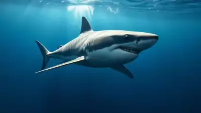Sharks in Bahamas Test Positive for Cocaine, Caffeine, and Painkillers