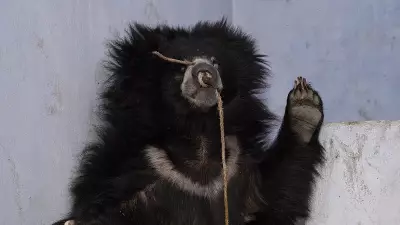 Sloth Bear Rescued from Dancing Trade in Jamtara Receives Treatment in Agra