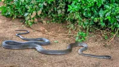 Snakes in Your Garden: Unseen Neighbors and How to Spot Them