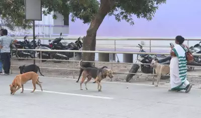 Stray Dog Menace at Chhatrapati Sambhajinagar GMCH Disturbs Patients and Staff