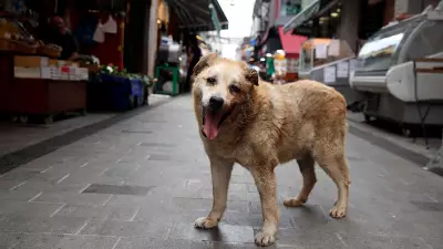 Supreme Court Seeks Centre's Response on Plea Challenging Animal Custody Rule