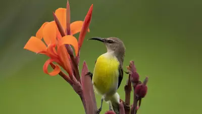 Tamarind Harvest Unites Karnataka Village in Seasonal Economic Shift