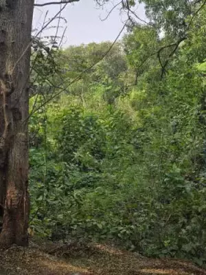 Thane Revives Heat Action Plan Amid Criticism Over Tree Cutting for Infrastructure