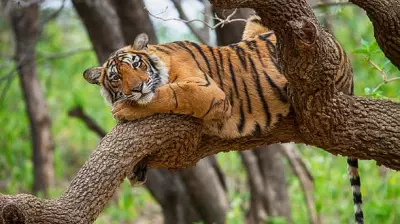 Tiger Poisoned Near Satpura Reserve in Madhya Pradesh, Five Suspects Arrested