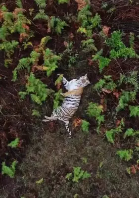 Tiger Sighting Near Mysuru Plantation Sparks Panic, Forest Department Deploys Drones