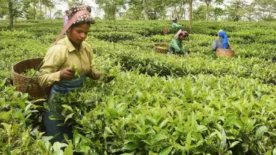 TMC's Rs 300 Tea Wage Pledge Faces Industry Caution Over Viability Concerns