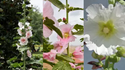 Transform Your Summer Garden with Vibrant Hollyhocks: A Complete Guide