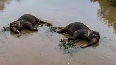 Two Elephants Found Dead in Chhattisgarh River, Forest Department Launches Probe