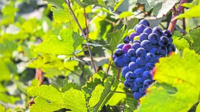 Unravelling the Ancient History of Wines Through Modern Science