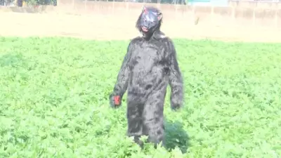 UP Farmers Wear Bear Costumes to Scare Monkeys Destroying Crops in Sambhal