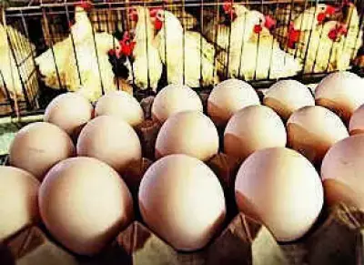 UP Mandates Date Stamping on Eggs from April 1 to Ensure Freshness and Safety