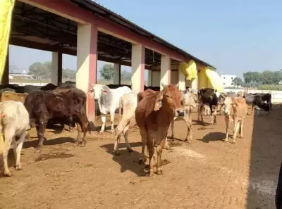Varanasi's 35 Gaushalas Shelter 5,000+ Cows with International Standards