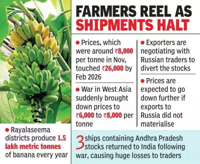 West Asia Conflict Cripples Rayalaseema Banana Exports, Farmers Face Ruin