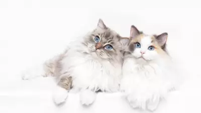Why Ragdoll Cats Are the Perfect Family Pet for Children: 6 Key Reasons