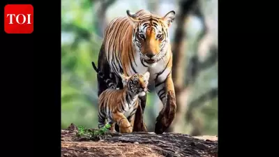 Young Tigress Suspected of Starvation Death in Valmiki Tiger Reserve Sparks Survival Concerns