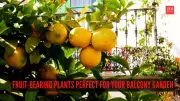 7 Best Fruit-Bearing Plants for Your Balcony Garden: Grow Fresh Fruits at Home