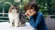 7 Compelling Reasons Why Persian Cats Are Excellent Pets for Families with Children