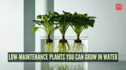 7 Low-Maintenance Plants You Can Grow in Water for a Greener Home