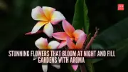 7 Stunning Night-Blooming Flowers That Transform Gardens with Evening Aromas