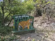 75,000 Families Await Relocation from Tiger Reserves Amid State Violations