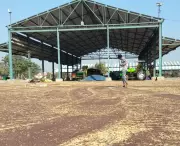 Ambala Mustard Farmers Demand Early Govt Procurement Amid Low Market Prices