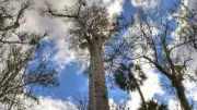 Ancient Chilean Tree 'Gran Abuelo' Harbors Unique Fungal Network, Key to Forest Carbon Cycle