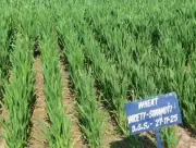 Ancient 'Sona Moti' Wheat Revived in Sirmaur, Offers Health Benefits