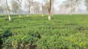 Assam Tea Export Crisis Looms as Iran's Strait of Hormuz Closure Threatens Trade