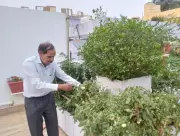 At 76, Odisha Man's Rooftop Garden Is a Natural Farming Laboratory