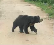 Bear Attack Near Valmiki Tiger Reserve Leaves Woman Critically Injured