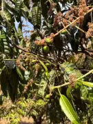 Belagavi's Mango Harvest Hit by Weather: Flower Drop Threatens Bumper Crop