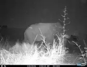 Bengaluru's Elephant Overpass Records First Jumbo Crossing, Marking Conservation Milestone