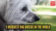 Beyond the Familiar: Discovering the World's Most Unusual Dog Breeds