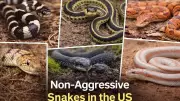 Beyond the Hiss: Debunking Myths About Non-Aggressive Snakes in the US