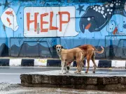 Bhubaneswar Expands Anti-Rabies Drive to Vaccinate 5,000 More Puppies