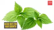Bichu Buti: India's Stinging Nettle Secret for Powerful Hair Growth Revealed